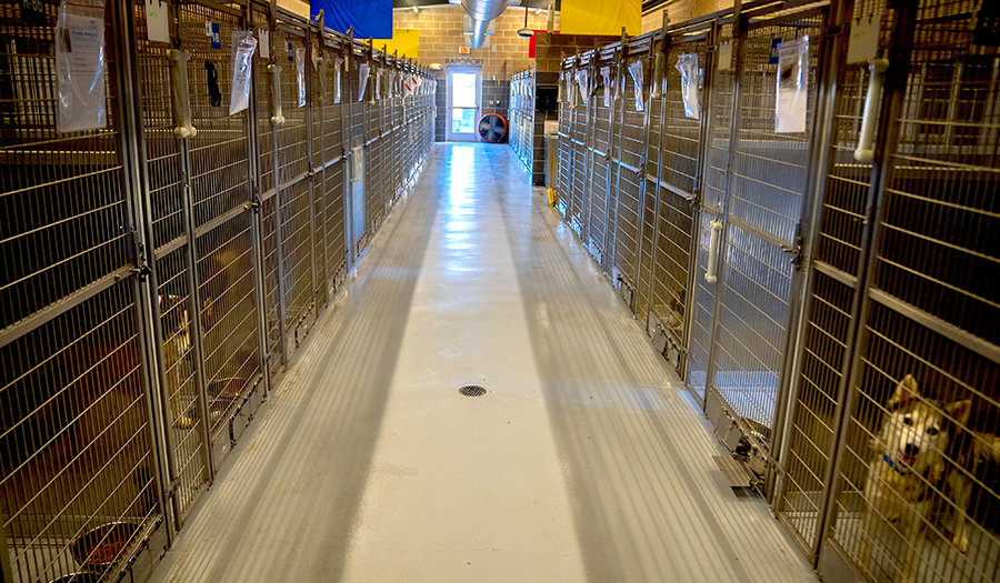 Hallway of dog kennels in the animal shelter