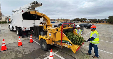 Workers pushing a live Christmas tree into a chipper.
