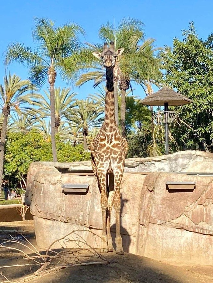 Cameron Park Zoo Welcomes New Giraffe City of Waco